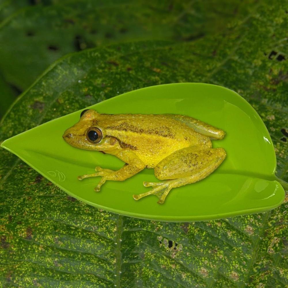 2pcs Tree Frog Tank Leaf Decorations, Leaf Shape Basking Platform with Suction Cups, Leopard Gecko Tank Accessories, African Dwarf Frog