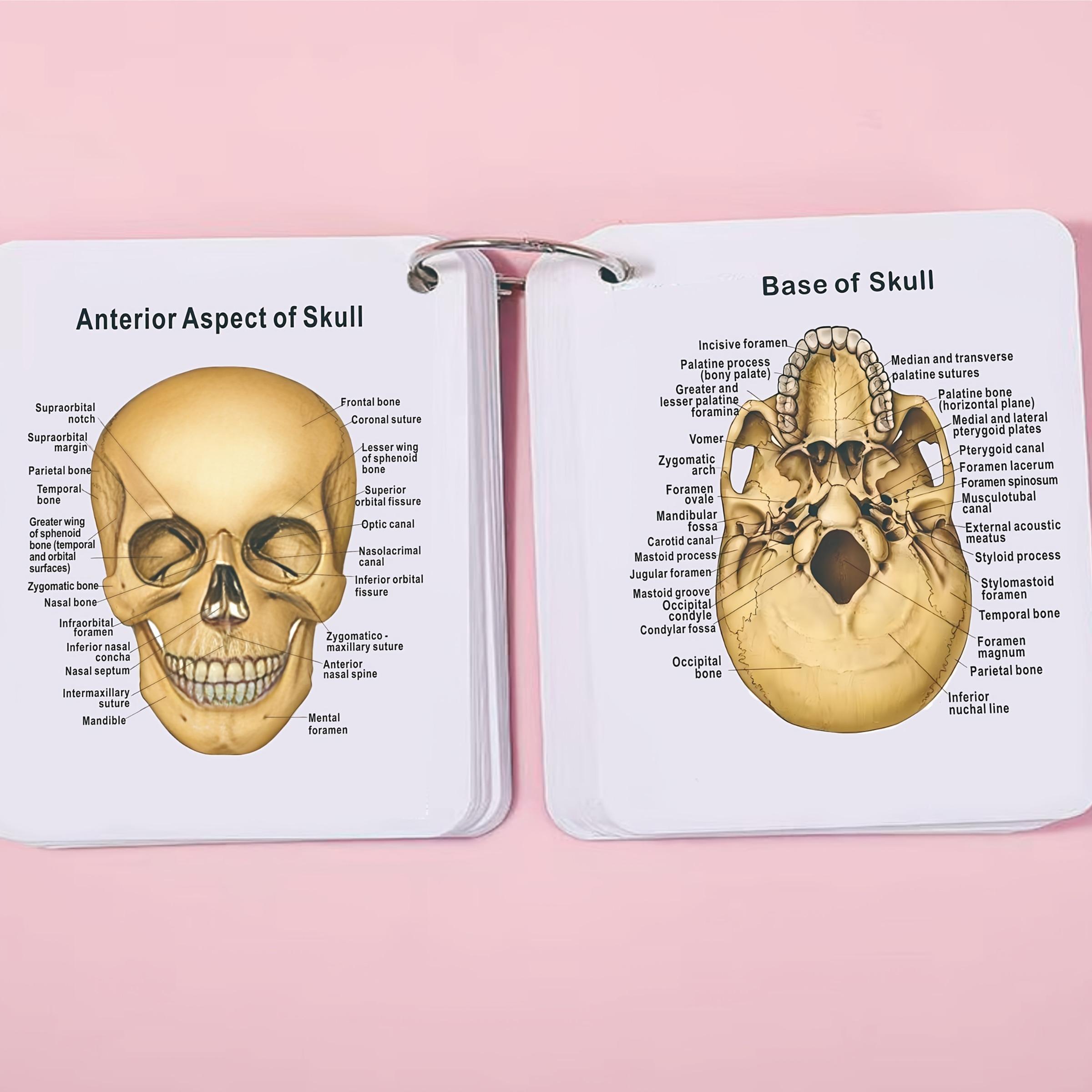 Anatomical Study Flashcards with Front and Back Views, Skeletal System Diagrams and Vocabulary Cards, Medical Learning Guide for Students, Doctors and Nurses, Nursing Flashcards