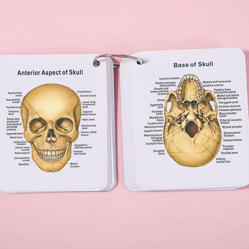 Anatomical Study Flashcards with Front and Back Views, Skeletal System Diagrams and Vocabulary Cards, Medical Learning Guide for Students, Doctors and Nurses, Nursing Flashcards