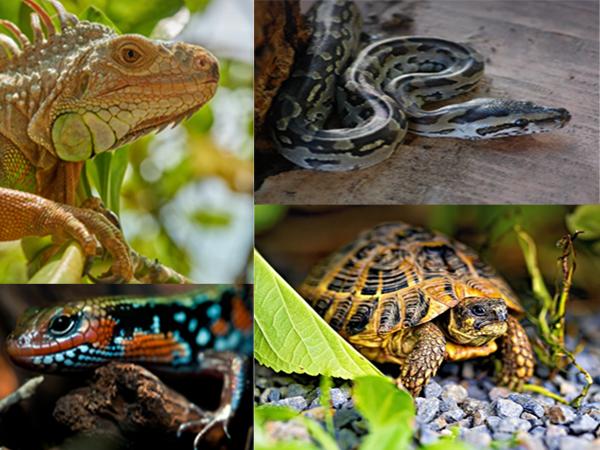 Reptile Tank 230 Gallon, 48"x24"x46" Large Reptile Enclosure for Bearded Dragon and Ball Python, Extra Tall Snake Terrarium with Front Opening Tempered Glass Door, Combination Lock