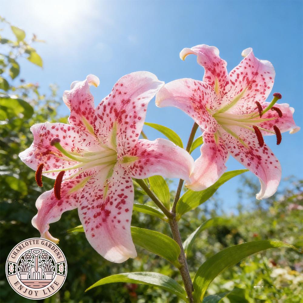 Blush Romantic Lily Bulbs | Classic pink and white flowers, fragrant and elegant in form. Easy-to-grow perennial bulbs add timeless beauty and a touch of romance to any garden or home