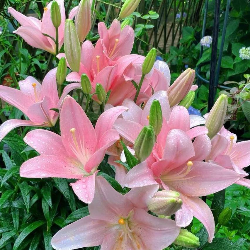 Pink lily bulbs, lush green leaves, charming scenery, suitable for home outdoor garden landscaping
