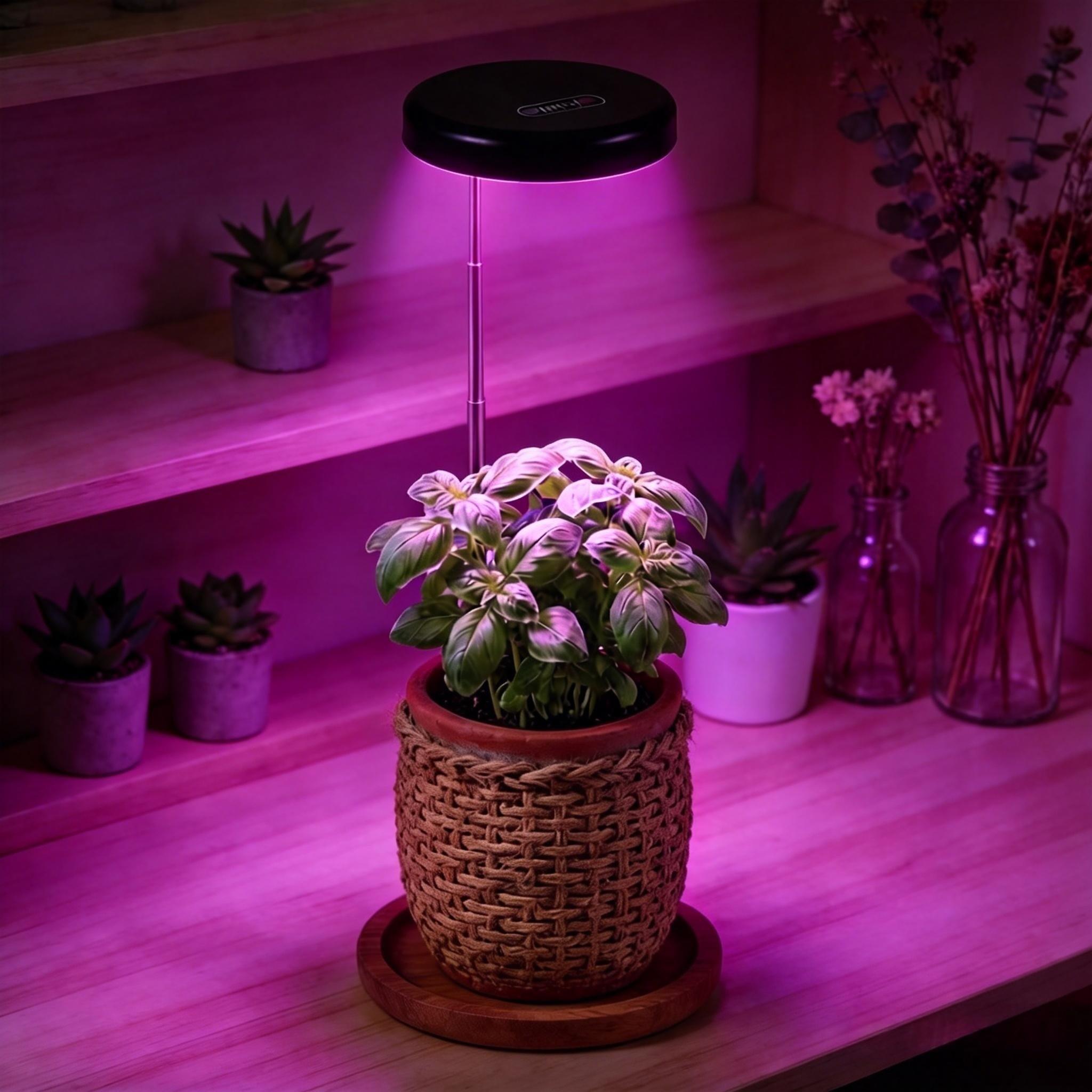 money tree big Money Tree Plant with Planter - Small (12