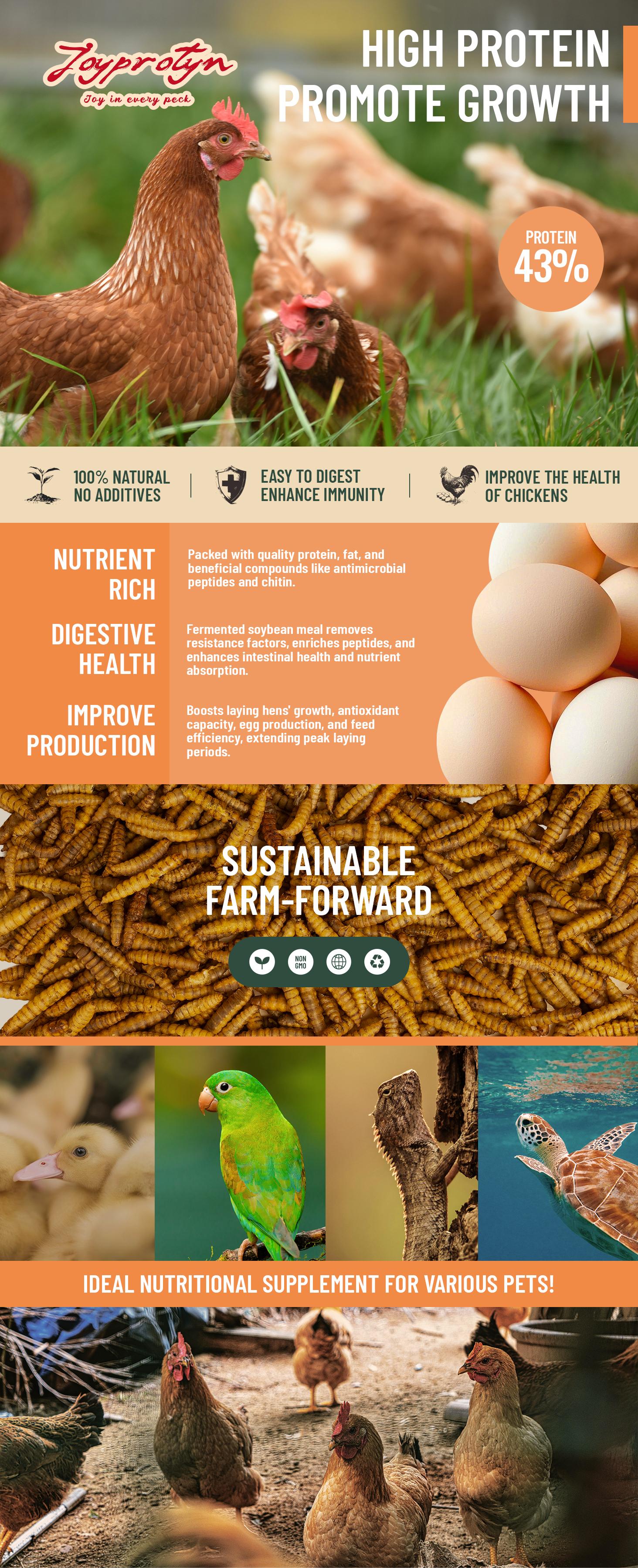 Joyprotyn Black Soldier Fly Larvae 30LB Dried for Chickens High Calcium 85X More Than Mealworms for Strong Eggshells & Healthy Growth High Protein for Poultry Birds Ducks Geese & Pets Mealworms Springtok Insect Feed Nutritious