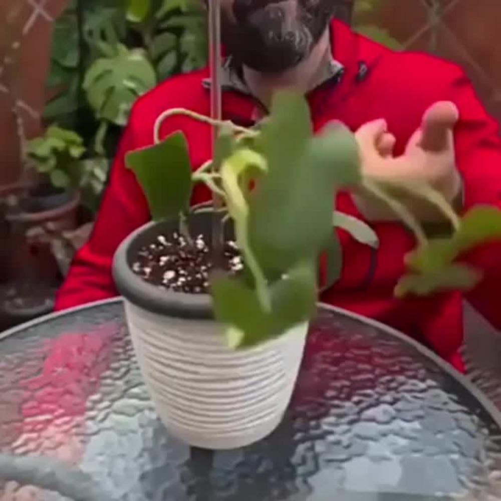 Indoor/outdoor plant support, durable plastic pillow support, suitable for small plants, garden decoration accessories, indoor plant support | Humorous design | Durable plastic flower pots