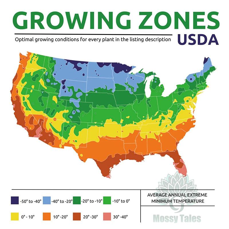 Easily grow tulip bulbs - no gardening experience required, perfect for DIY bouquets and home decor. Extremely cold resistant, perfect for landscaping balconies and patios.