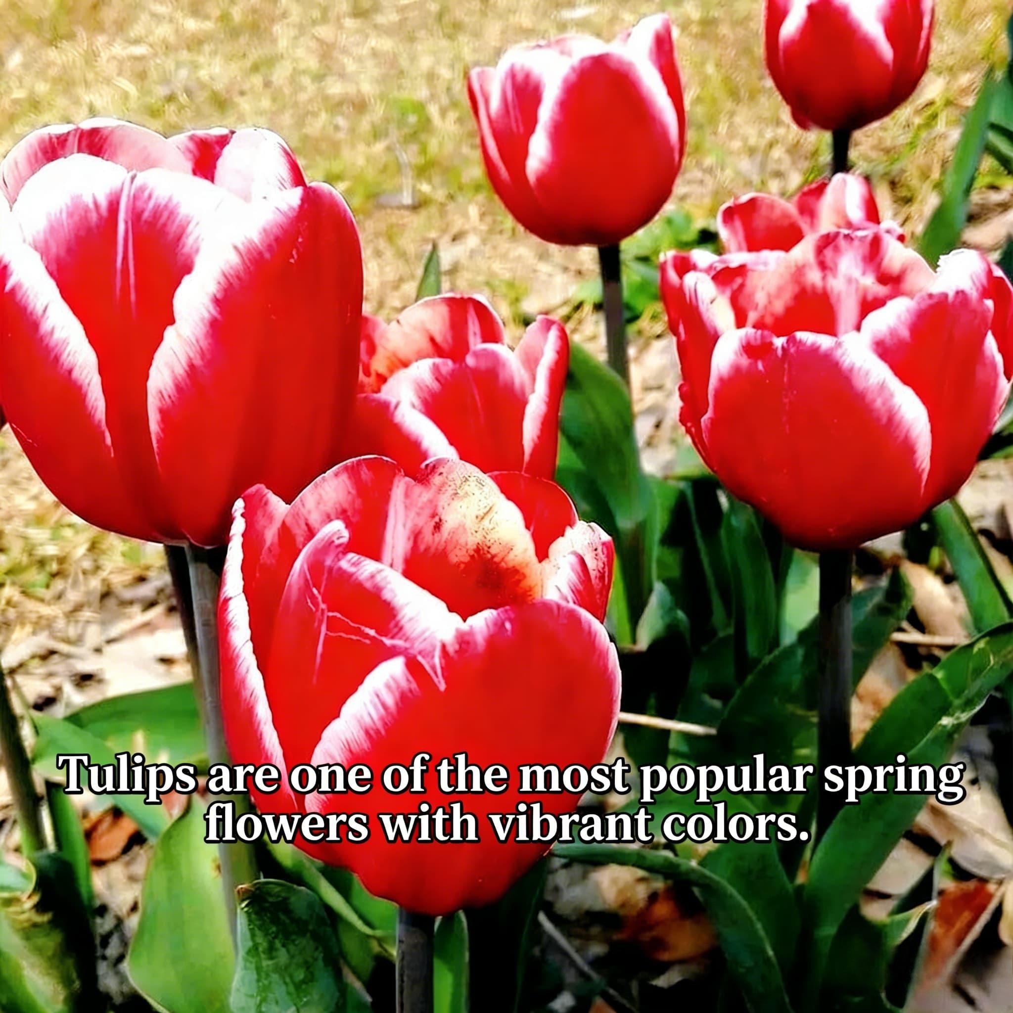 Tulip bulb single plant | Can be used for hydroponics and soil cultivation | Beautiful flowers bloom | Suitable for pot and vase decoration