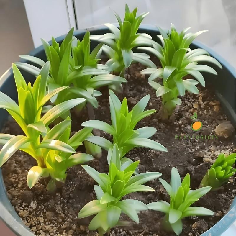 Dwarf White Fragrant Lily Bulbs - Exquisite pure white flowers, easy to grow, add elegance to your garden and home