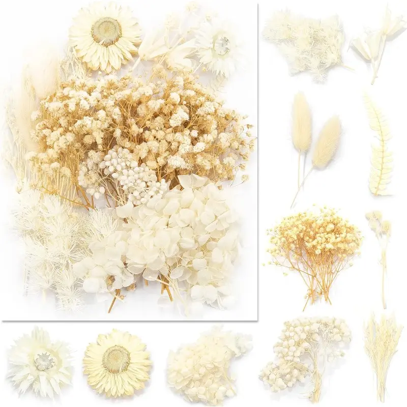 Real Dried Pressed Leaf Flowers-Multiple Colorful Pressed Flowers Daisies for Craft Resin Jewelry Making Art Craft DIY White