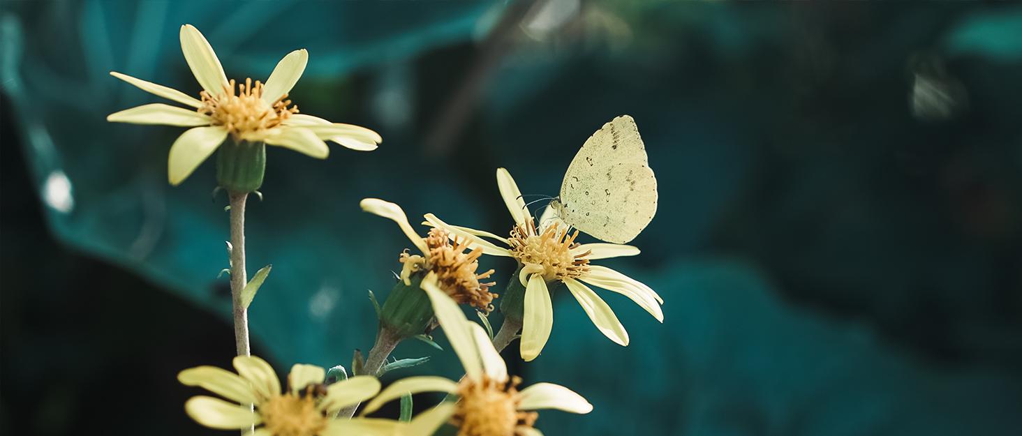 Anxiety Bookshelf | Miniature Book Matchbox Display Cabinet, Wooden Creative Ornaments, Stress-Relieving Gifts for Family and Friends