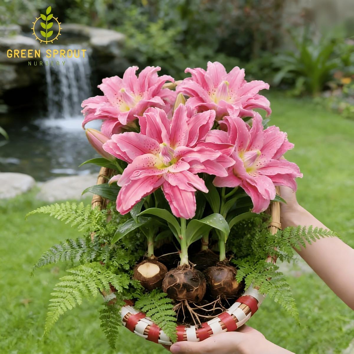 Pink lily bulbs - sweet double flowers for gardens and flower arrangements | easy to grow perennial bulbs | attract hummingbirds | perfect for home gardens and patios