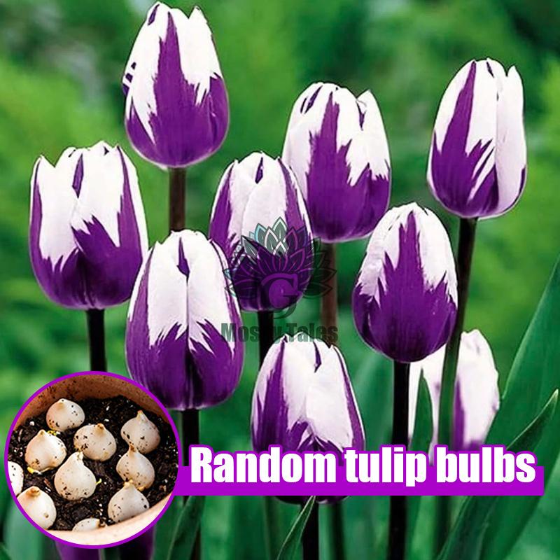 Easily grow tulip bulbs - no gardening experience required, perfect for DIY bouquets and home decor. Extremely cold resistant, perfect for landscaping balconies and patios.
