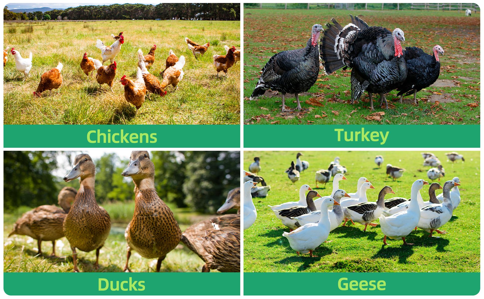 Poultry Netting Electric Fence - 41.5" H x 164' L, Portable Livestock Nets Mesh for Chickens, Ducks, Geese, Turkey, Electric Fencing for Backyards, Homesteaders, Farms, Ranches, Gardens Poultry Netting Electric Fence - 41.5" H x 164' L, Portable Livestock Nets Mesh for Chickens, Ducks, Geese, Turkey, Electric Fencing for Backyards, Homesteaders, Farms, Ranches, Gardens