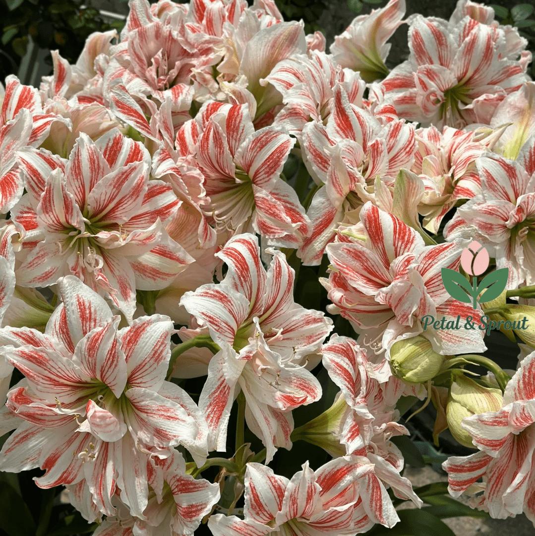 Hyacinth bulbs | Easy to grow, suitable for both indoor and outdoor, large bulbs, large flowers