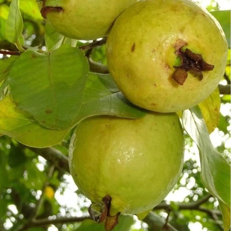 Live Guava Tree – Tropical Fruit Plant, Healthy Root System, Grows in Ground or Pot, Beginner Friendly for Home Garden Saplings Perennial Compact Fast-Growing Hardy