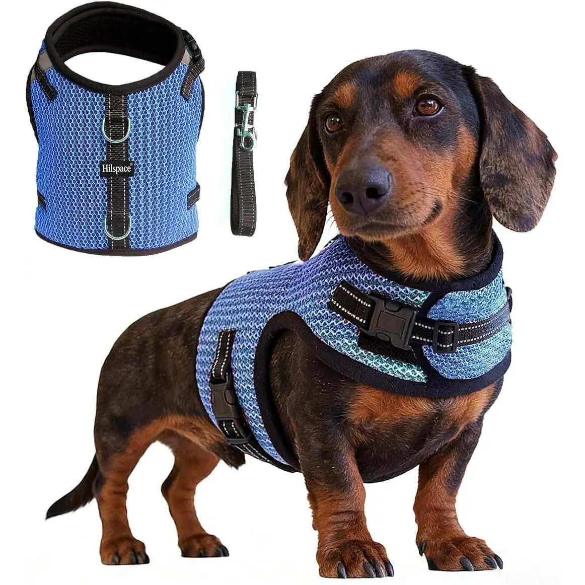 Mini Dachshund Harness Vest, No Pull & No Armpit Rub Dachshund Harness, Escape Proof Adjustable Dog Harness for Walking (Blue, M: Chest 42-52cm (16.5"-20.5"))