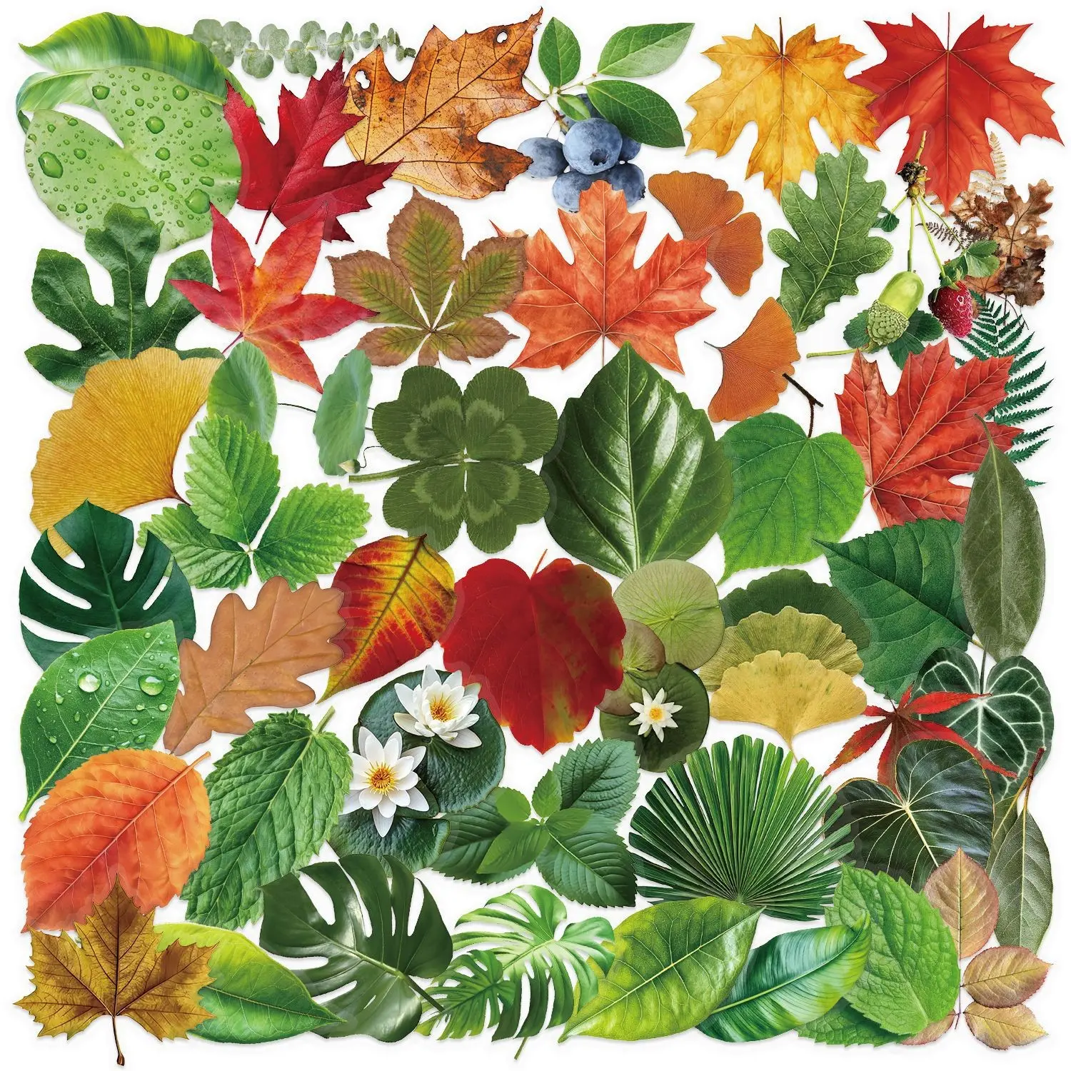 50 Transparent Leaf Stickers Pack, Waterproof Pet Material, Style, Ideal for Journals, Guitars, Notebooks, Decorative Stickers