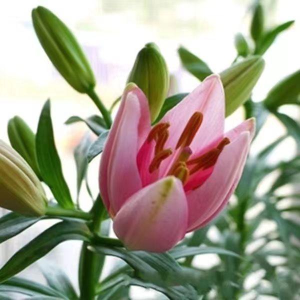 Pink lily bulbs, lush green leaves, charming scenery, suitable for home outdoor garden landscaping