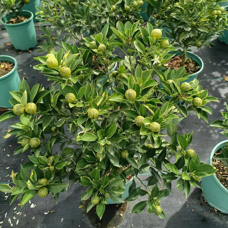 Multicolor lemon tree seedlings, healthy bare-root plants, suitable for garden and yard planting