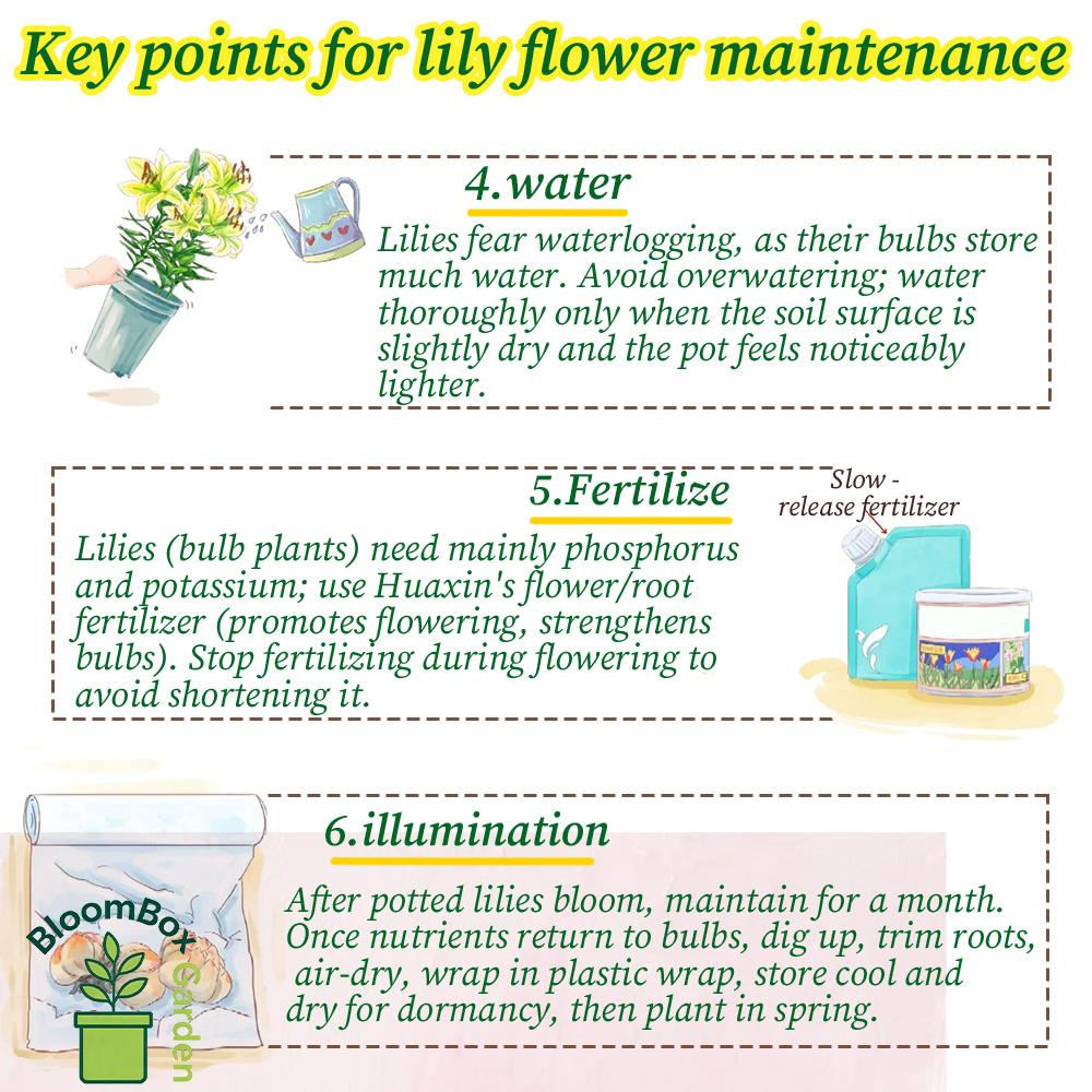 Double Petal Perfume Lily Bulbs, Fragrant Large Flower Ornamental Lily Bulbs, Year-Round Flowering Bulbs for Indoor Balcony Potted