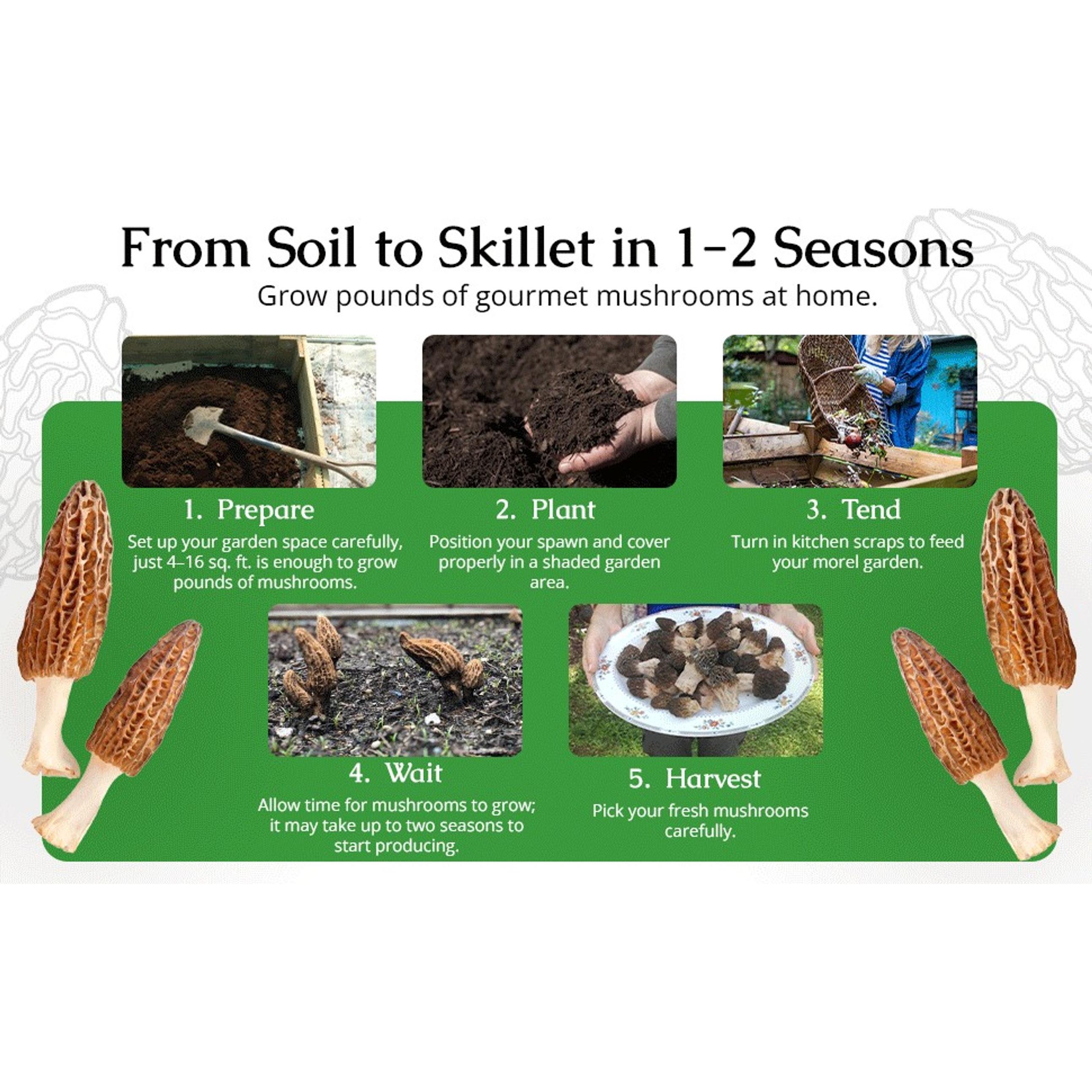 Morel Mushroom Growing Kit (Morchella) | Compatible with Any Soil Type Across the U.S., Outdoor Garden & Backyard Cultivation, Full Instructions Included Morel Mushroom Growing Kit (Morchella) | Compatible with Any Soil Type Across the U.S., Outdoor Garden & Backyard Cultivation, Full Instructions Included