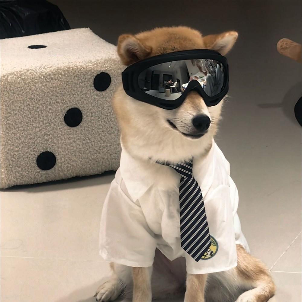 Dog Goggles, Stylish Pet Sunglasses, Large Dog Eyewear, Windproof, Unique Pet Accessory, Perfect for Photos, Cute Outdoor Gear, Dual Straps
