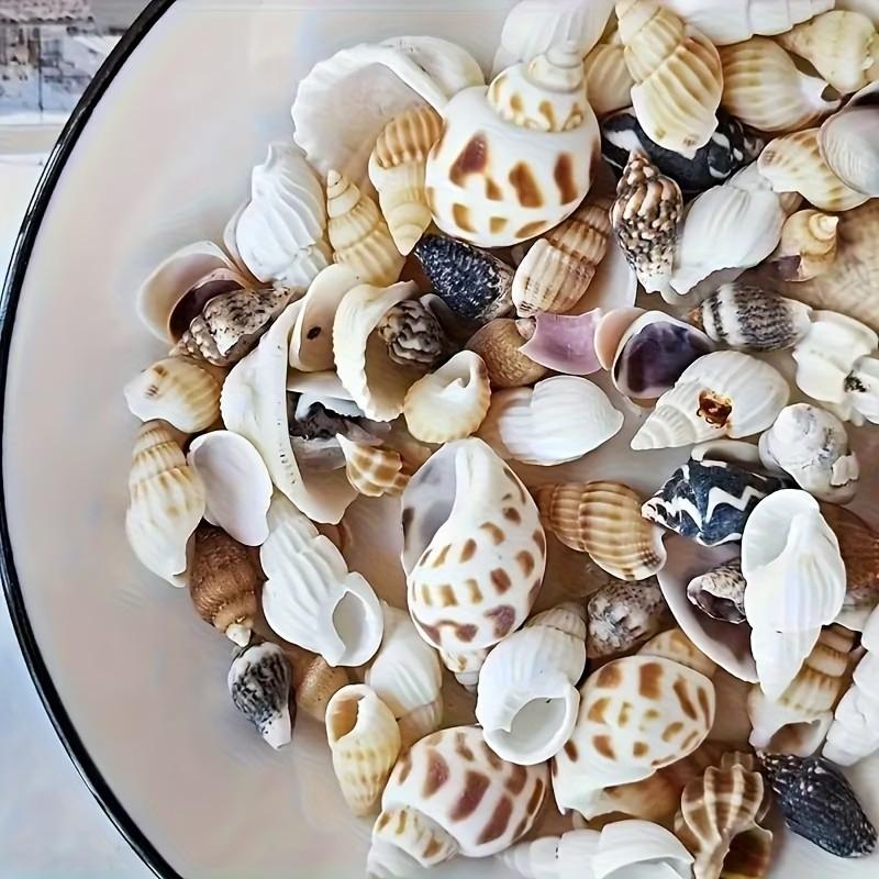 Colorful Mini Shells, Various Patterns and Colors, Ideal for DIY Crafts, Collage Art, Bottle Decorations, Fish Tank Accessories, Gift Ideas