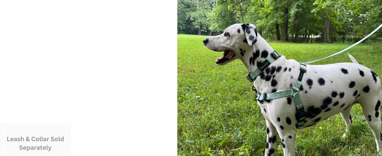 Dream Walk No-Pull Dog Harness- Adjustable, Comfortable, Easy to Use Pet Halter to Help Stop Pulling for Small, Medium and Large Dogs (Seafoam, L)