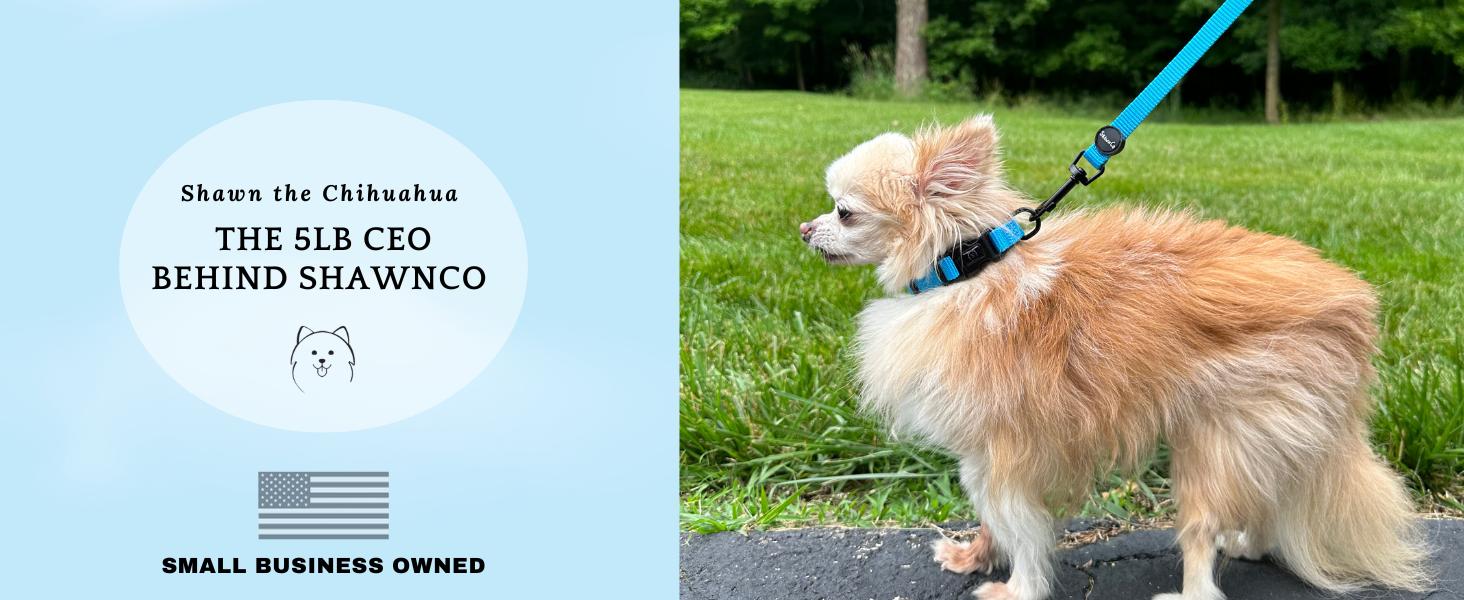 Dream Walk No-Pull Dog Harness- Adjustable, Comfortable, Easy to Use Pet Halter to Help Stop Pulling for Small, Medium and Large Dogs (Seafoam, L)