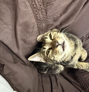 Minor Monster Pet Supplies