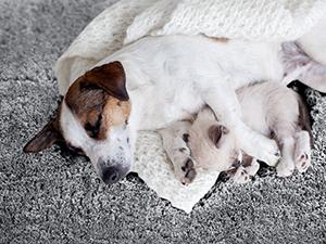 Deconovo Luxury Bath Rugs (1.6" Thick) – Soft, Non-Slip, Water Absorbent Microfiber – Machine Washable Shaggy Mats for Bathroom, Bedroom, Kitchen & Pets