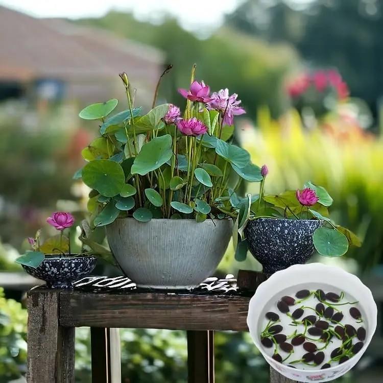 Lotus Seeds Mixed Colors, Water Lily Flower Plant Seeds - Great Oramental Courtyard Viable Aquatic Water Features Seeds - Bonsai Home Garden Pond Decor