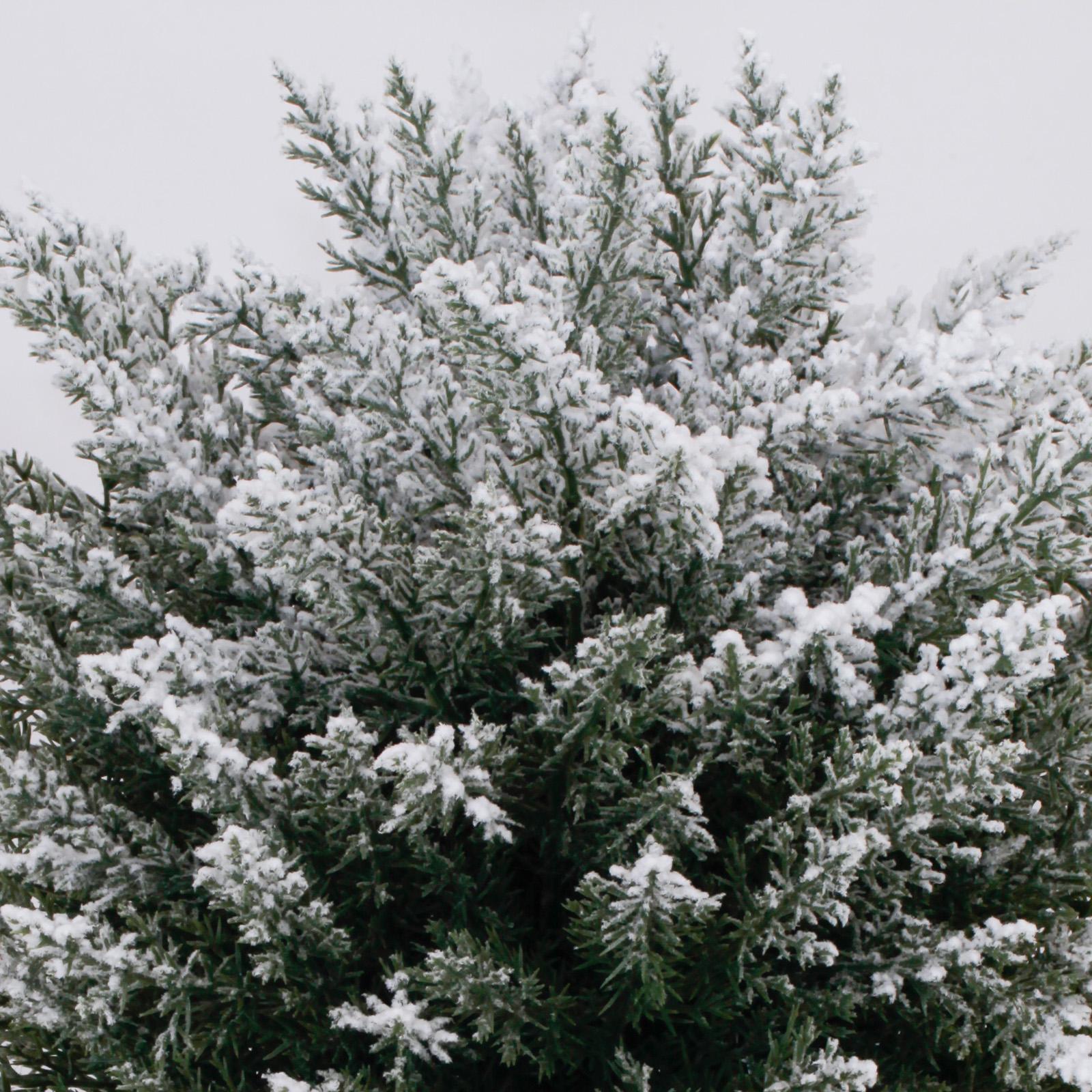 1 Pack / 2 Pack Artificial Cedar Topiary Ball Trees with Spikes, 21 Inch with Snow Christmas Outdoor Decorations, UV Resistant Artificial Plants for Porch, Patio or Flower Pots