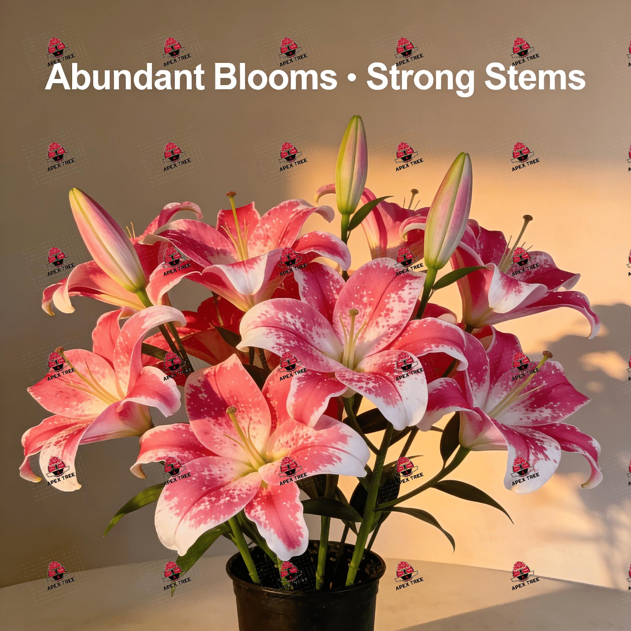 Starlily Bulb, Fragrant Pink White Flowers, Large Flower Lily, Easy to Grow Perennial Flower Bulb, Suitable for Home Garden Cut Flowers, USDA Hardy Zone 4-9