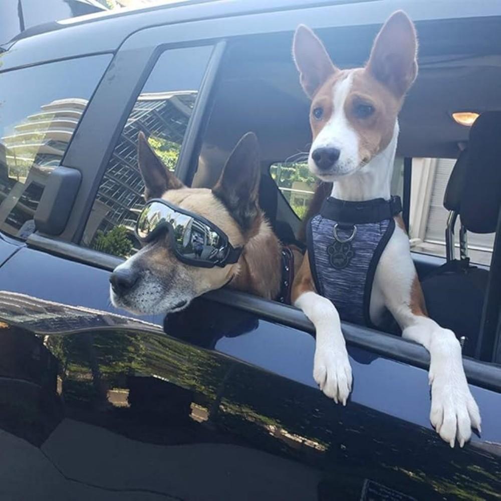 Dog Glasses, Pet Sunglasses, Outdoor Adventure Protective Eyewear, UV Protection, Windproof Design, Adjustable Strap, Durable Material