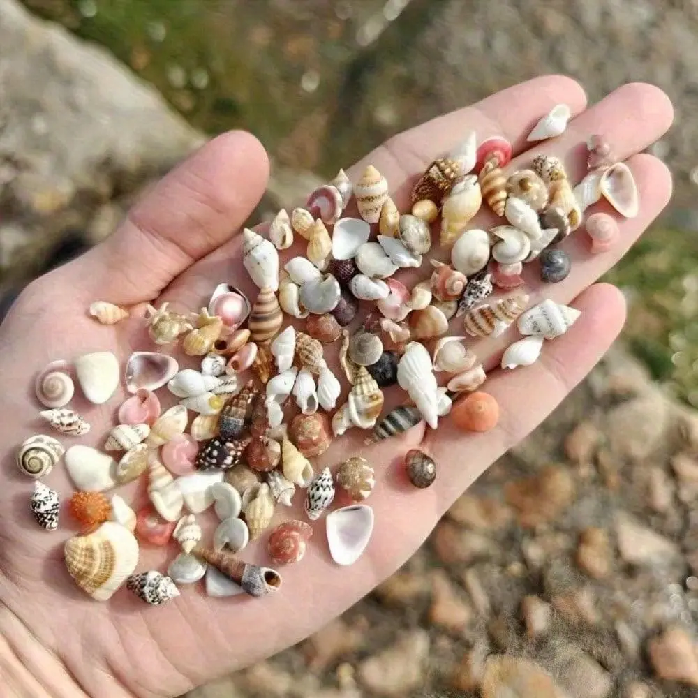 Colorful Mini Seashell Mix, 100g Bag, Ideal for DIY Crafts, Scrapbooking, Message Bottle Decor, Aquarium Enhancement, Aquarium Decorations