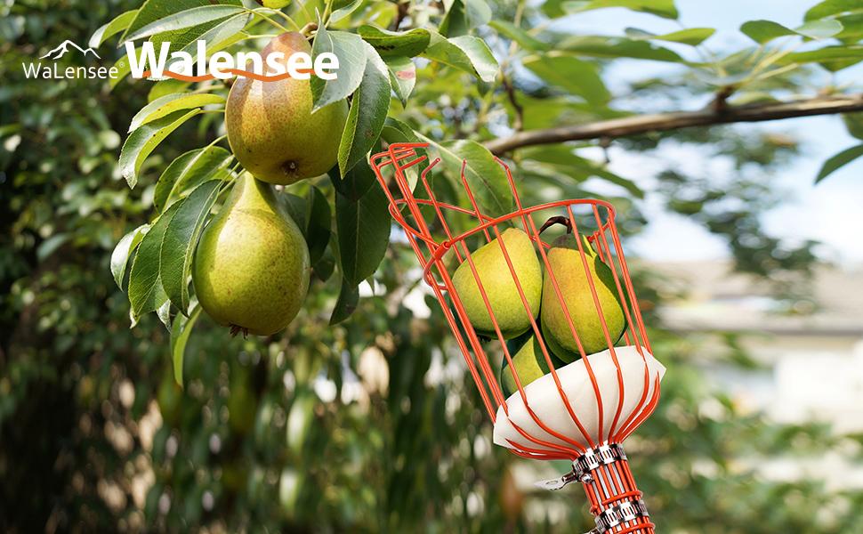 Walensee 23FT Fruit Picker, Adjustable Fruits Picker Tool with Fiberglass Pole, Big Basket and Storage Bag, Fruit Catcher Equipment Tree Picker for Lemons Apples Mango Orange Avocados Fruit Picking