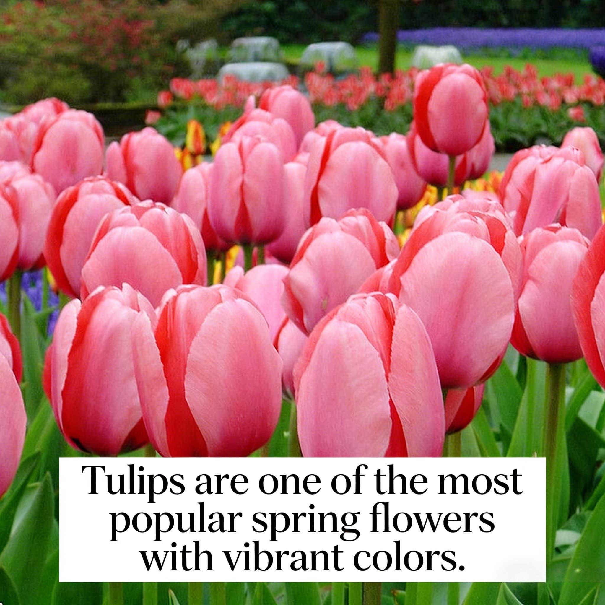 Tulip bulb single plant | Can be used for hydroponics and soil cultivation | Beautiful flowers bloom | Suitable for pot and vase decoration
