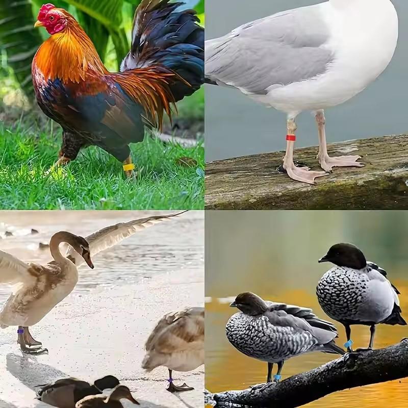 Colorful Parrot Pigeon Foot Rings Set of 50, No-Word Identifier Bands, Bird Training Tools, Plastic Anti-Drop Feet Clips, Pet Bird Accessories