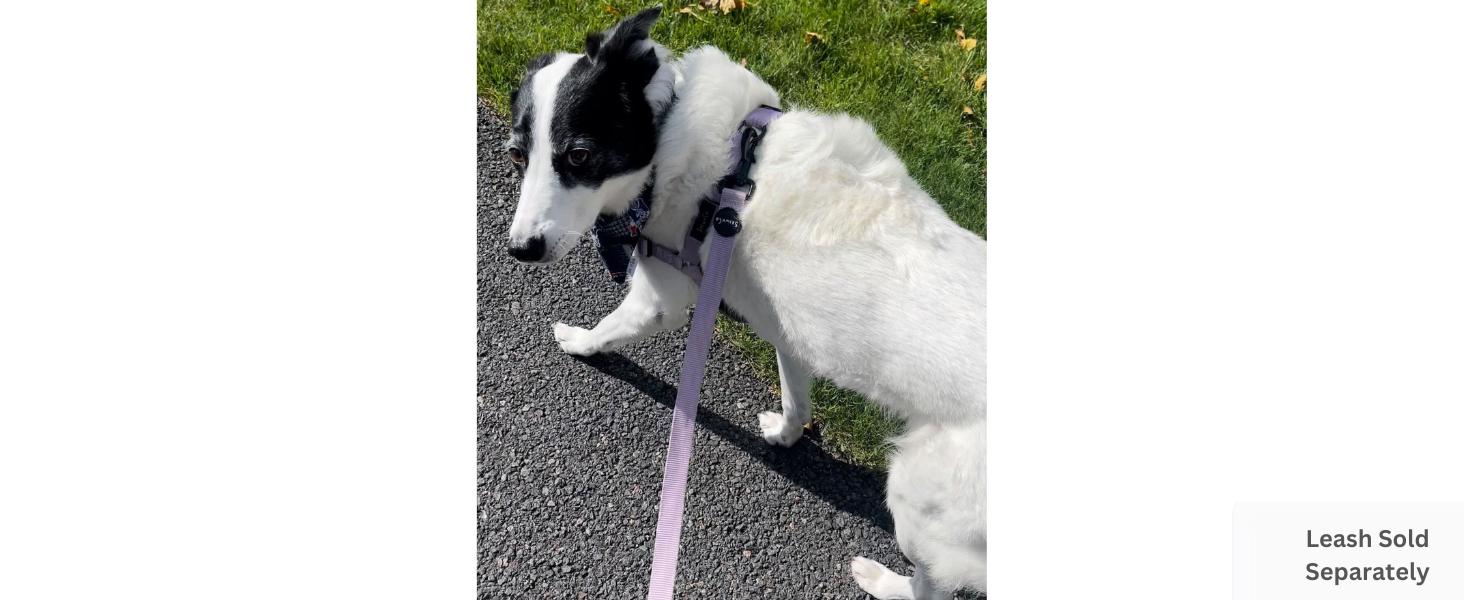 Dream Walk No-Pull Dog Harness- Adjustable, Comfortable, Easy to Use Pet Halter to Help Stop Pulling for Small, Medium and Large Dogs (Seafoam, L)