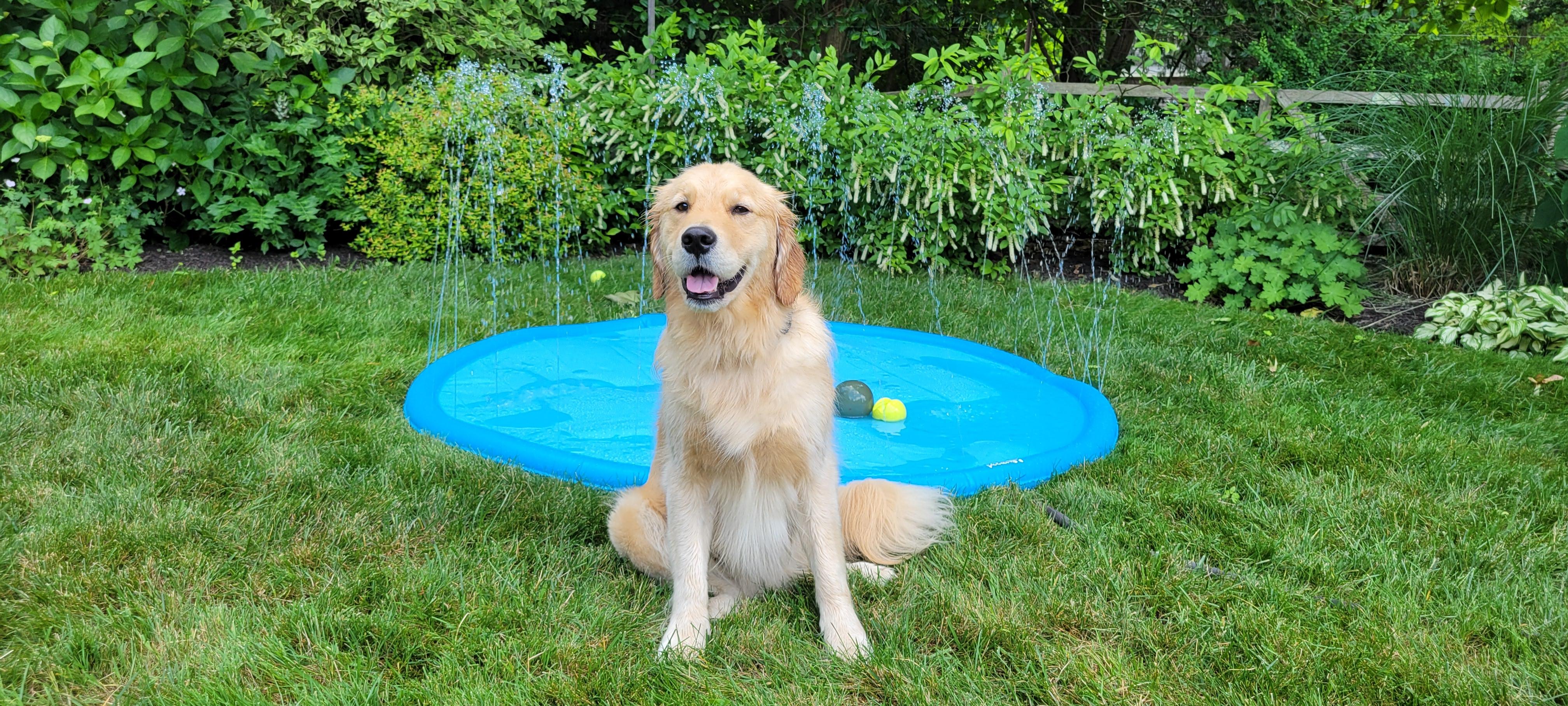 Pecute Dog Splash Pad Sprinkler Mat, Non-Slip Durable Thick PVC Backyard Water Play Mat for Dogs(without PVC pipe ), Portable Pet Wading Pool & Summer Outdoor Toy, dealsforyoudays,petlover,summer essential,summervibes Pecute Dog Splash Pad Sprinkler Mat, Non-Slip Durable Thick PVC Backyard Water Play Mat for Dogs(without PVC pipe ), Portable Pet Wading Pool & Summer Outdoor Toy, dealsforyoudays,petlover,summer essential,summervibes