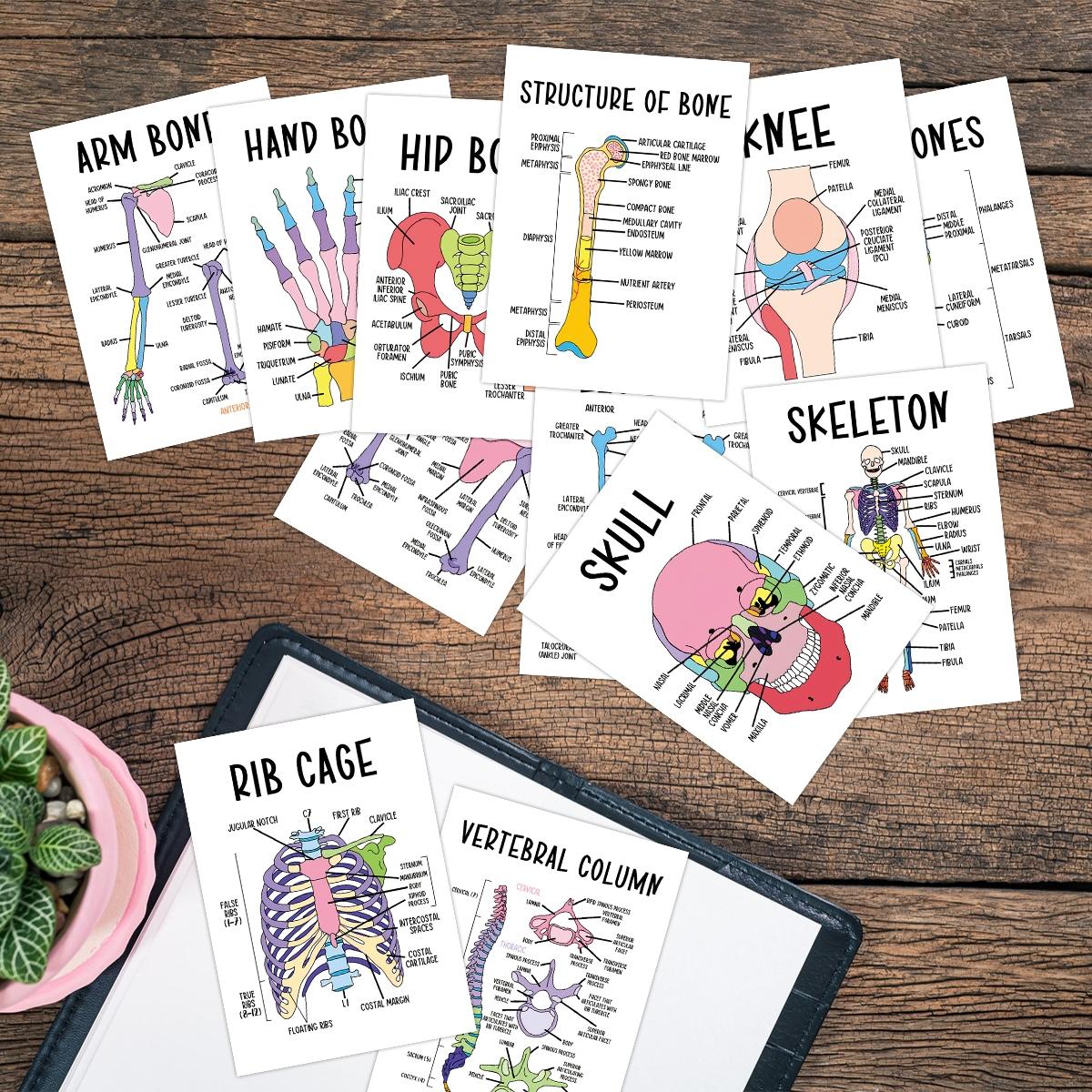 12Pcs Anatomy Flash Cards, Learning Flash Cards, Vocabulary Flashcards ...