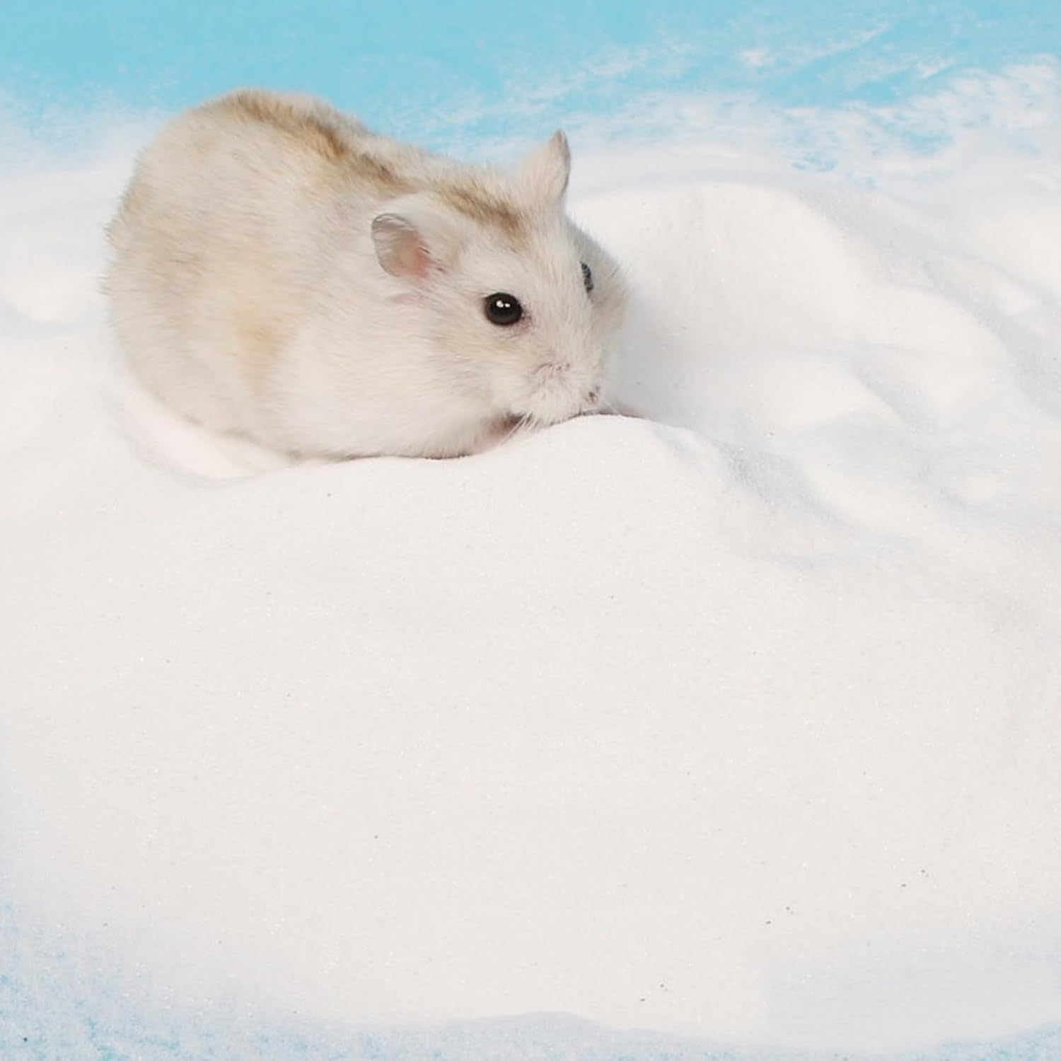 Hamster Bath Sand, 12lb Dust Free Desert Sand or Potty Litter Sand for Hamster Chinchillas Gerbil Syrian Mice Small  (White)