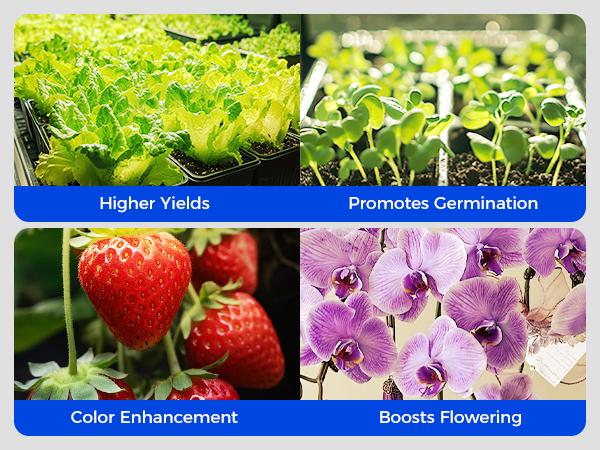 Barrina TX72 Grow Light, 4FT, 72W, High PPFD, Full Spectrum with 660nm Red LEDs, Linkable, Hanging Grow Lights for Seedling, Veg, Greenhouse, 1 Pack Barrina TX72 Grow Light, 4FT, 72W, High PPFD, Full Spectrum with 660nm Red LEDs, Linkable, Hanging Grow Lights for Seedling, Veg, Greenhouse, 1 Pack