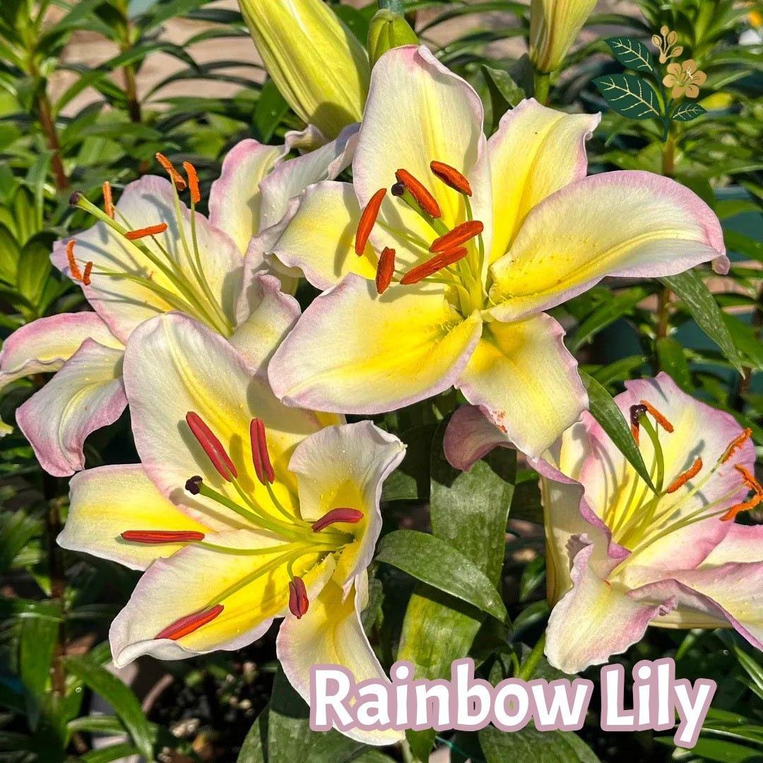 Rainbow lily bulbs, blooming flowers with yellow pink edges, easy to grow, suitable for home gardens and cut flowers