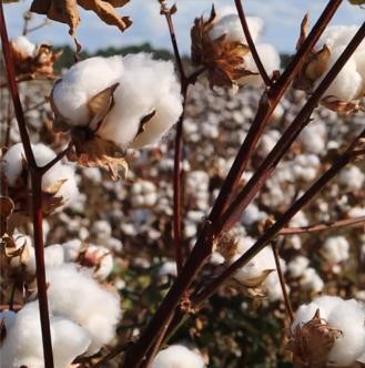 Camo Sweat Shorts Maple Leaf Print Drawstring Elastic High Waist Casual Loose Workout Shorts with Pockets gym daily wear short