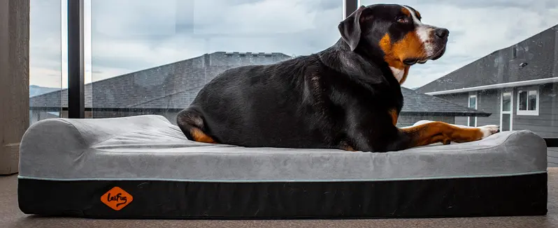 Product Introduction of Laifug Orthopedic Memory Foam Extra Large Dog Bed with double Pillow (50"x36"x10") Durable Water Proof Liner & Removable Washable Cover & Smart Design 3