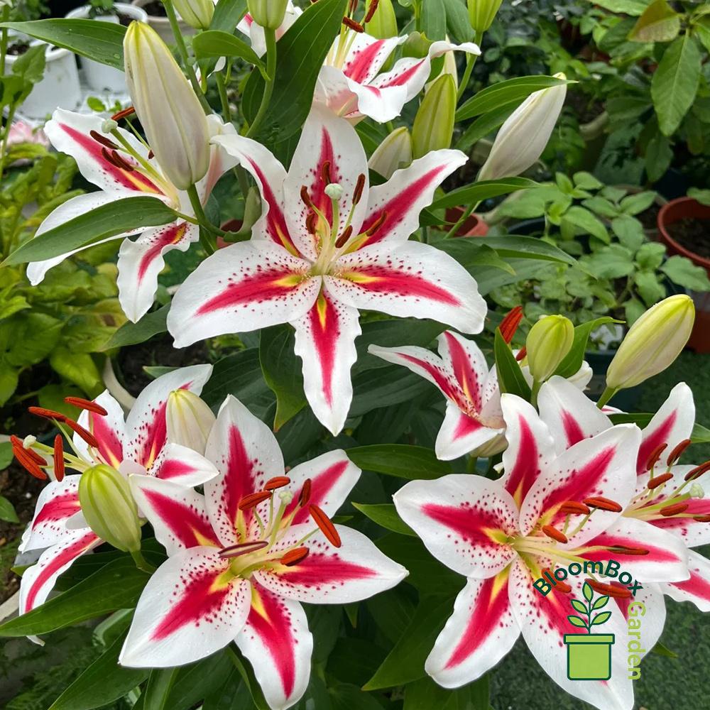 Double Petal Perfume Lily Bulbs, Fragrant Large Flower Ornamental Lily Bulbs, Year-Round Flowering Bulbs for Indoor Balcony Potted