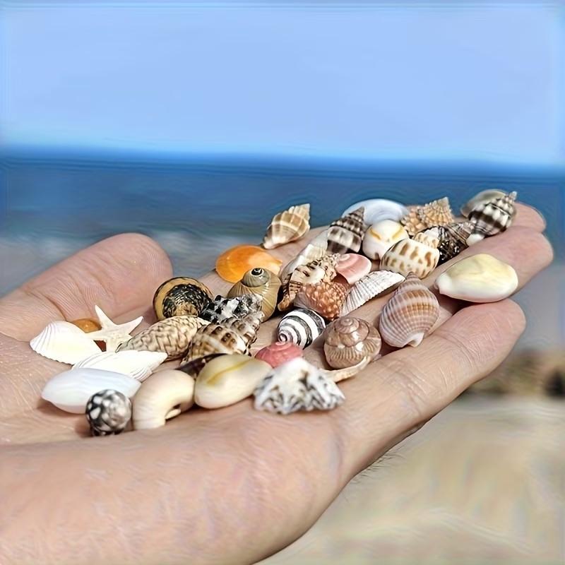 Colorful Mini Shells, Various Patterns and Colors, Ideal for DIY Crafts, Collage Art, Bottle Decorations, Fish Tank Accessories, Gift Ideas