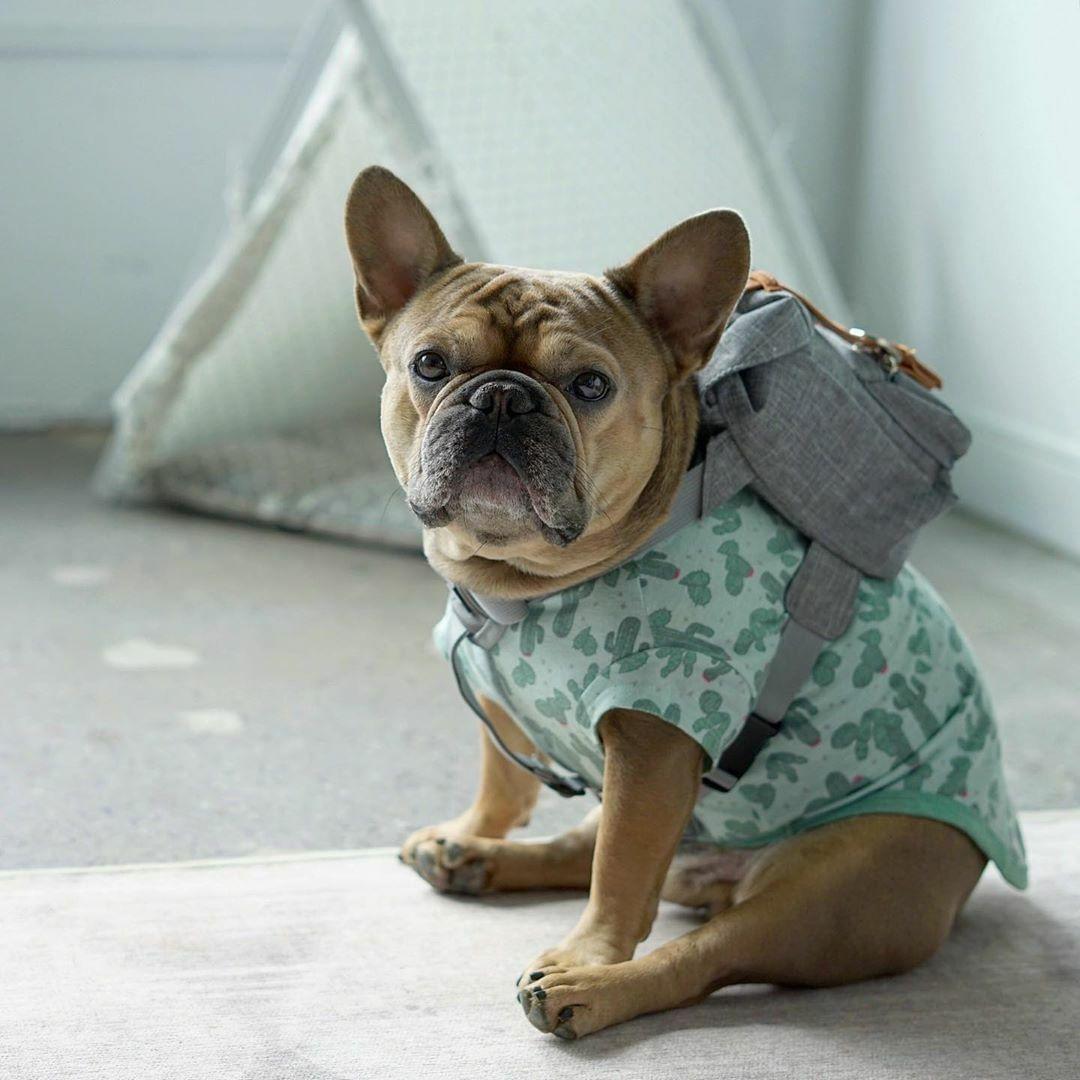 Multifunctional Adjustable Pet Carrier Backpack with Safety Harness, Suitable for Small to Medium Dogs (Chest 17.72-25.59inch), Portable Travel And Daily Use Pet Bag